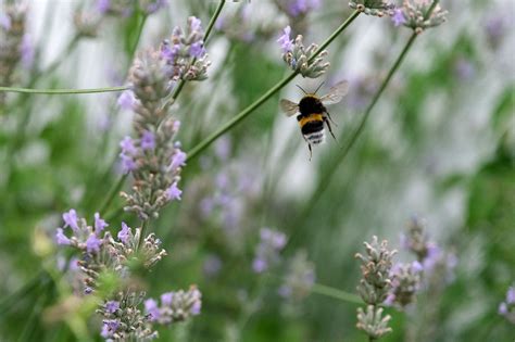 Buff-Tailed Bumblebee Pollination - Free photo on Pixabay