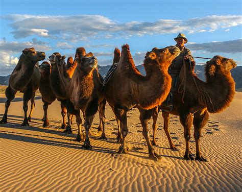 Interesting Facts About Mongolian Camels