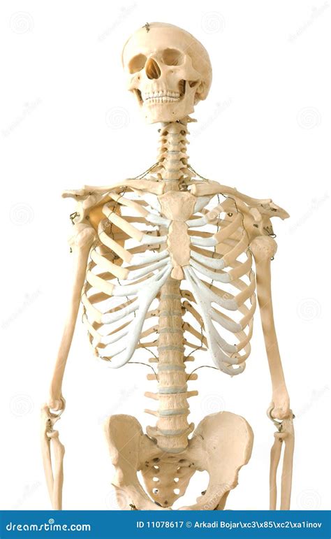 Human skeleton stock image. Image of spine, background - 11078617