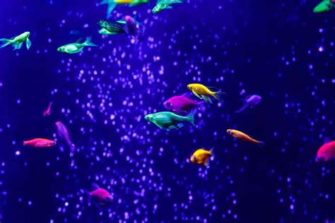 GloFish Danio (Danio Rerio) Information & Care Sheet – Pets For Children