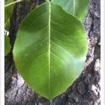 Callery Pear Tree Identification || Identifying Pyrus calleryana