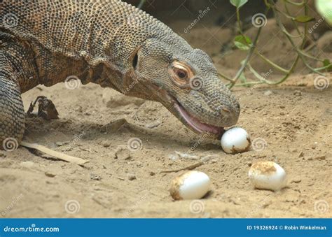 Komodo eats eggs stock photo. Image of eats, sand, sandy - 19326924