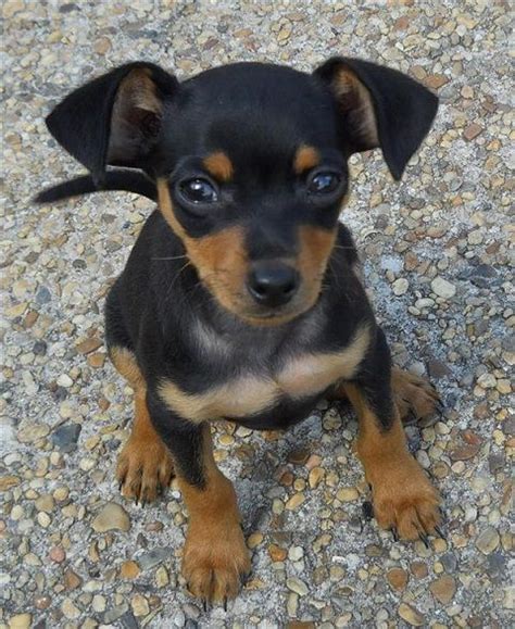 My pick - miniature pinscher with floppy ears and full tail! | Animals | Pinterest | Miniature ...