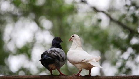 Newborn Pigeon Care | Animals - mom.me