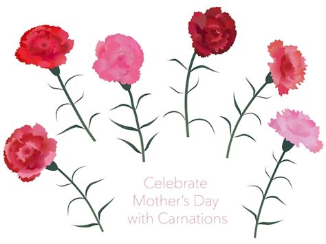 Premium Vector | Happy mother's day and pink carnation flowers