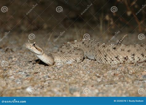 Sidewinder Rattlesnake stock photo. Image of sidewinder - 2320378