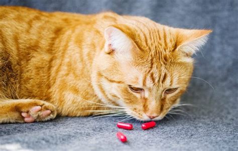 Homemade DIY Pill Pockets for Cats