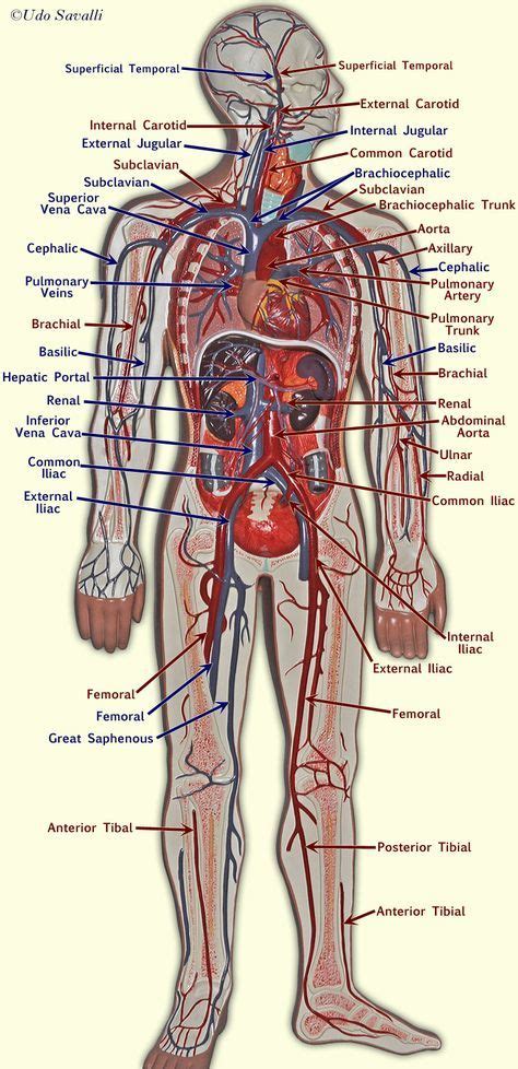 Blood vessel model | Blood vessels, Blood vessels anatomy, Anatomy