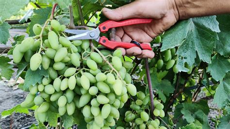 Summer Pruning Grape Vines. How to get More Quality and Tasty Grapes in the Vineyard! - YouTube