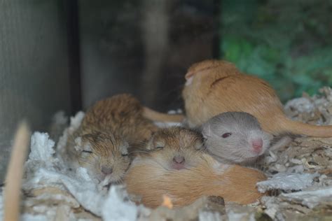 Baby Gerbils Sleeping by Spiremagus-Esquire on DeviantArt