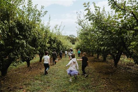 Rayners Orchard - U Pick Fruit | Orchard Tours | Fruit Picking Melbourne & Victoria, Yarra valley