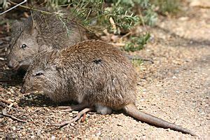 Long-nosed potoroo Facts for Kids