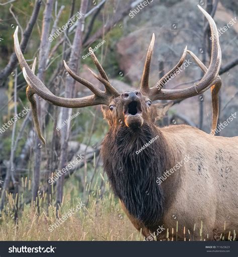 Bull Elk Bugling Sunrise Stock Photo 711623623 | Shutterstock