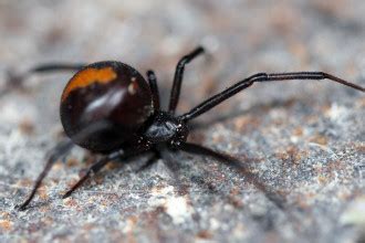 Australian Redback Spider : Biological Science Picture Directory ...