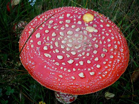 My Nature Photography: Red Mushrooms ( Amanita muscaria )