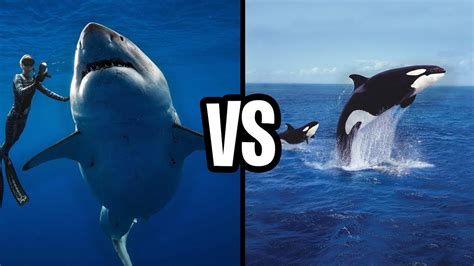 Who Would Win Killer Whale Vs Great White Shark Winner Revealed ...