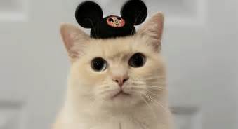 Celebrate Disneyland's Birthday With These Cute Animals