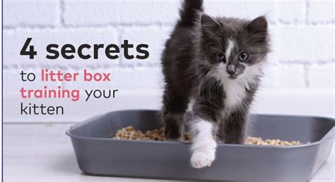 New Kitten Litter box Training Guide – Jana Speaks~ Ask the Vet Tech