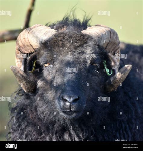 Hebridean Sheep Rare Breed UK Stock Photo - Alamy