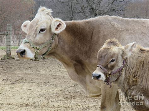 Jersey Cow and Calf Photograph by Ann Horn - Fine Art America