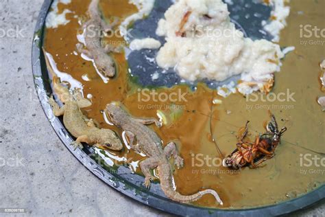 Glue Trap With Lizard Stock Photo - Download Image Now - Gecko, Animal, Animal Body Part - iStock