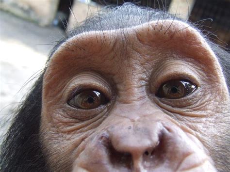 Bili Ape. :) Close in DNA to Eastern Chimps but with behavior similar ...