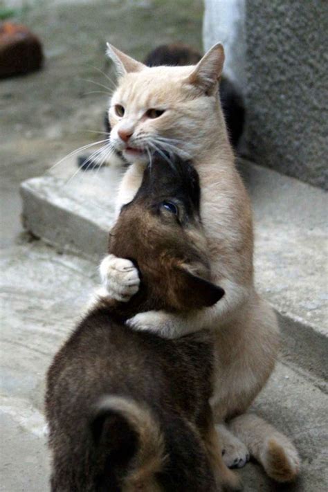 21 Adorable Cats Who Just Want A Hug (With images) | Cute animals, Cute funny animals, Funny ...