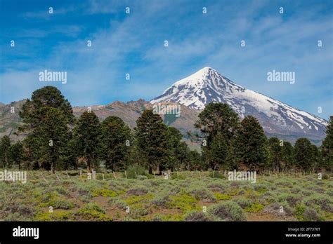 view of Lanin volcano with Araucaria trees, Lanin national park ...