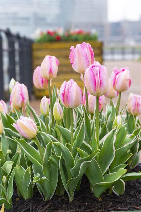 Close Up Beautiful Sweet Pink Pastel Color Tulips Blooming in Outdoor Garden, Yokohama, Japan ...