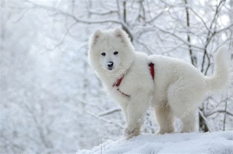 Samoyed dog — Stock Photo © tristana #1217085