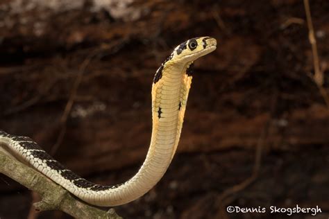 I love the eyes on nonvenomous snakes, they remind me of puppy eyes this is my baby Sitri : r/snakes