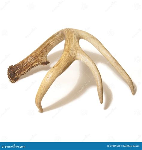 Buck Antlers Isolated stock photo. Image of large, hunter - 77869650