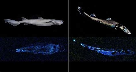 Rare Giant Squid And Glow-In-The-Dark Sharks Found Near New Zealand