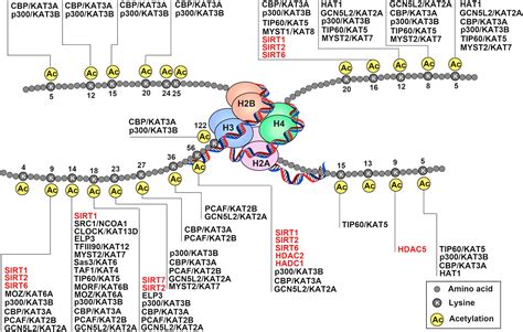 P300 Histone Acetylation