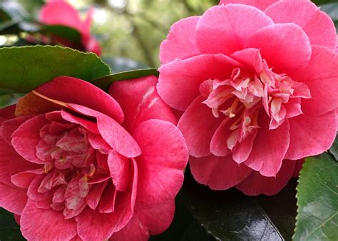 Camellia Flower