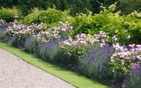 Roses in Mixed Borders in 2021 | Rose garden design, Shrub roses, Rose hedge