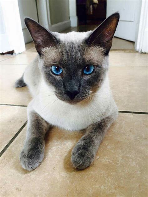 Pin on That Darn Siamese! | Siamese cats blue point, Siamese cats ...