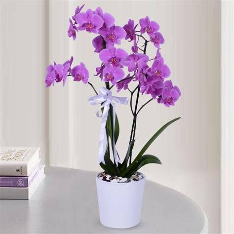 Send flowers Turkey, 3 Purple Orchids in Pot from 109USD