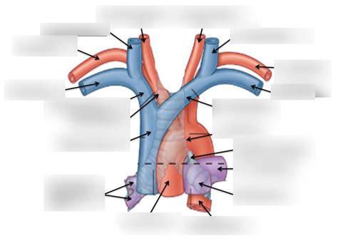 Branches of Aortic Arch & Superior Vena Cava Diagram | Quizlet