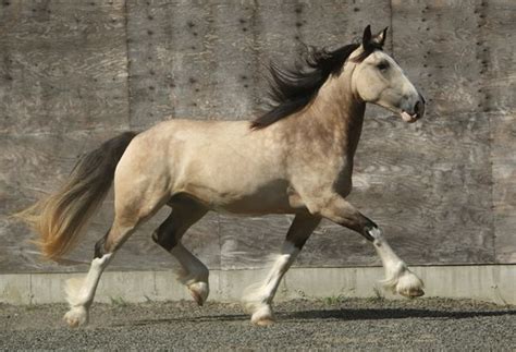 colourfulequines: Freedom’s Jolie Prize, one-of-a-kind buckskin Shire mare. Her colour came to ...