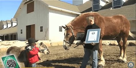 Meet Jake, The World’s Tallest Horse! – iHeartHorses.com