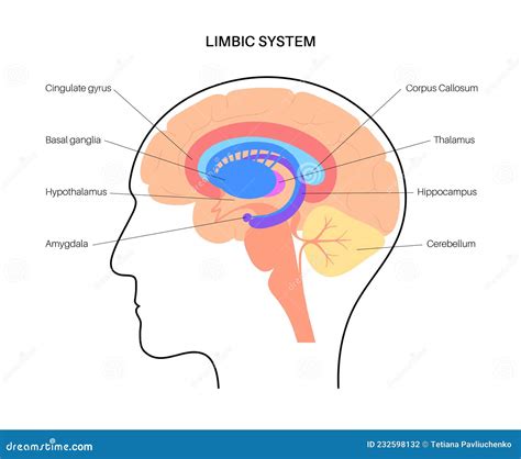 Basal Ganglia Limbic System