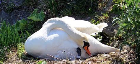 Swan Nest Swan'S - Free photo on Pixabay - Pixabay