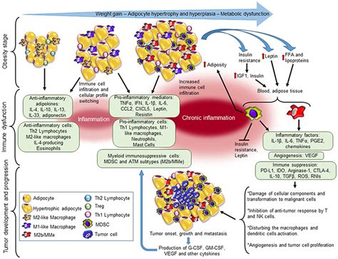 LSU Health New Orleans Describes a Causal Mechanism of Link Between Cancer and Obesity