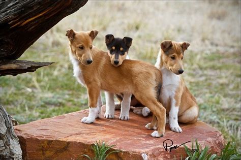 Smooth Collie Puppies - Photograph at BetterPhoto.com | Smooth collie ...