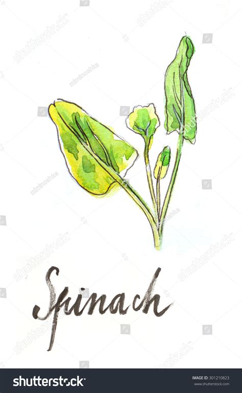 Watercolor Hand Drawn Spinach Illustration Stock Illustration 301210823 | Shutterstock