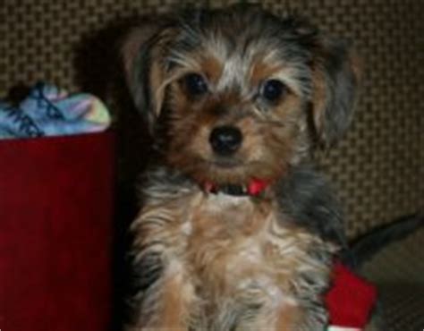 Dorkie (Dachshund-Yorkie Mix) Info, Temperament, Puppies, Pictures