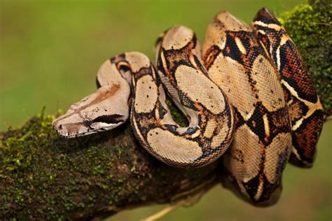 Boa Constrictor Care Guide - Size, Diet & More » Petsoid