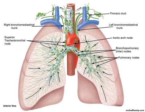 Lung Lymph Node Anatomy