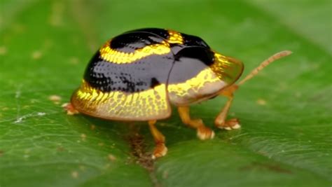 The Golden Target Tortoise Beetle Looks Fancy AF - Nerdist